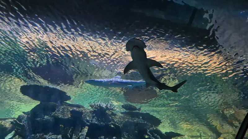 The Main Tank That Stops People Mid-Step