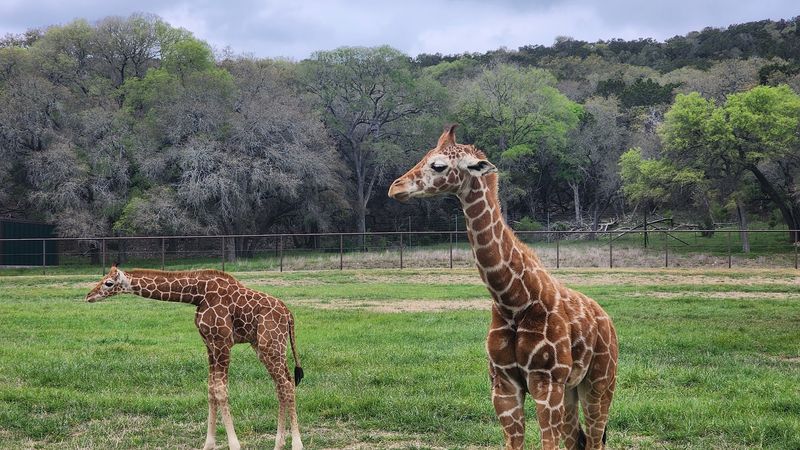 Acres Upon Acres Of Pure Texas Scenery