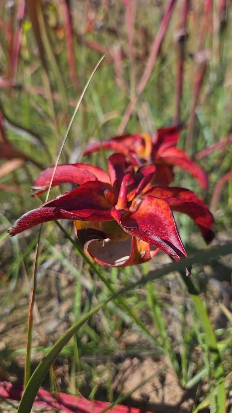 Buttercup Flats In De Soto National Forest, Saucier, MS