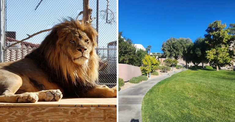 A Las Vegas, Nevada Sanctuary Lets Kids Meet Rescued Lions Up Close