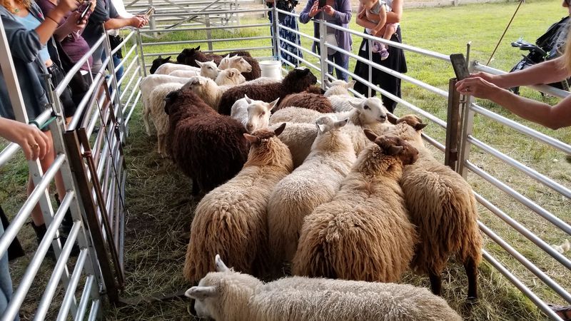 Farm Animals Steal The Show