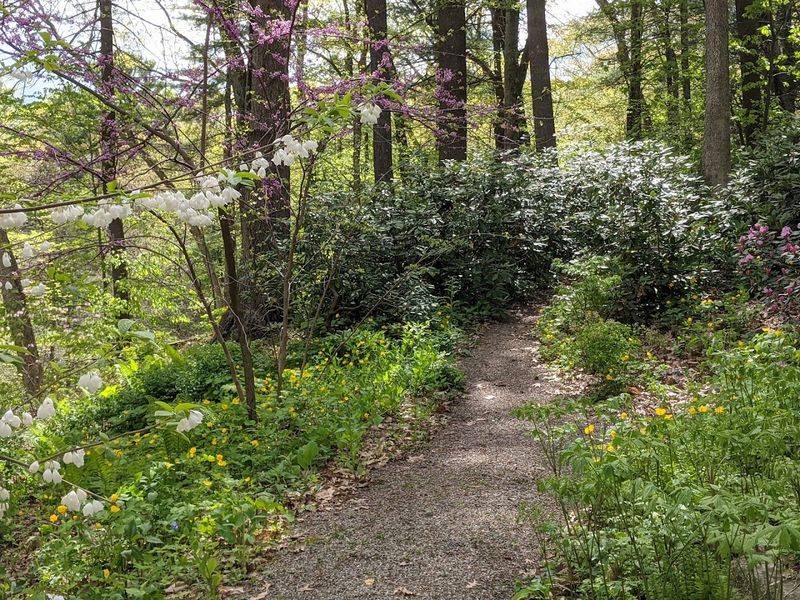 Wander Woodland Paths