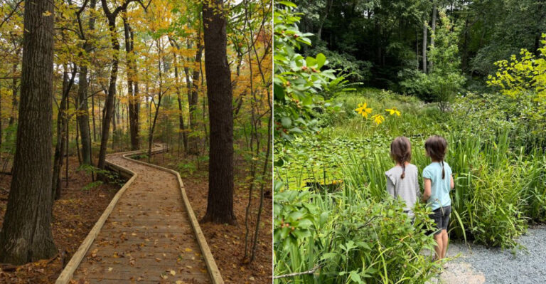 A Massachusetts Forest Trail Leads To One Of New England’s Most Beautiful Native Plant Gardens