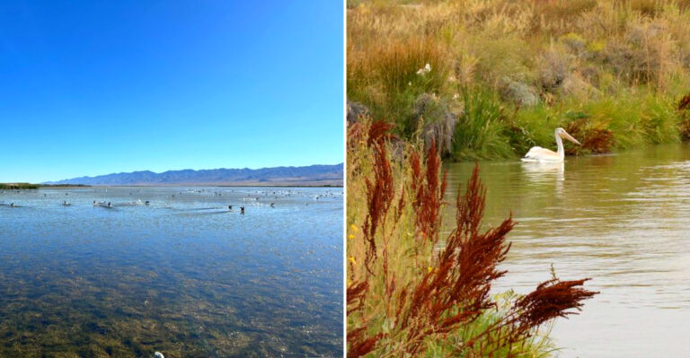 A Nevada Wildlife Refuge Draws Thousands Of Pelicans Out Of Nowhere