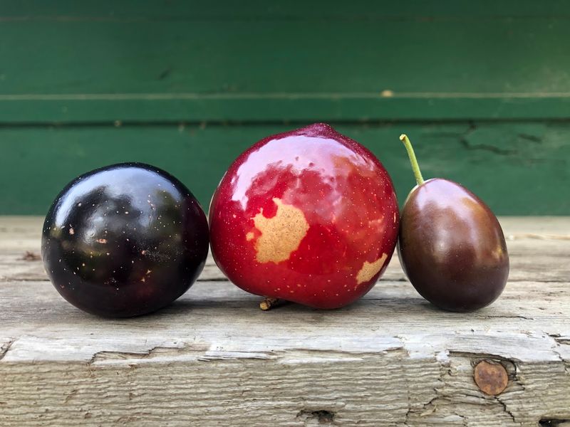 The Canyon Setting Offers Natural Beauty Beyond The Fruit