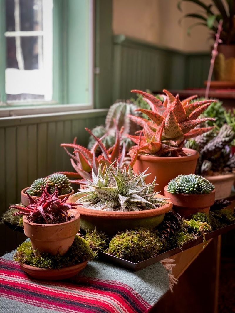 Rare Plants Await You