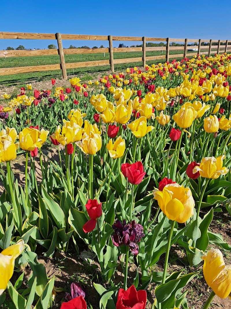 Springtime Tulip Festival