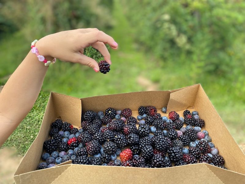 More Than 20 Berry Varieties Make Every Summer Visit Different