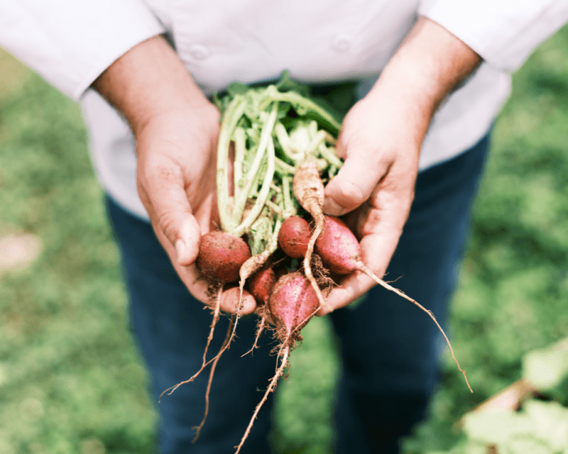 Watching The Garden Turn Into Your Next Meal