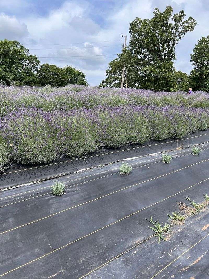How The Lavender Fields Look And Feel In Person