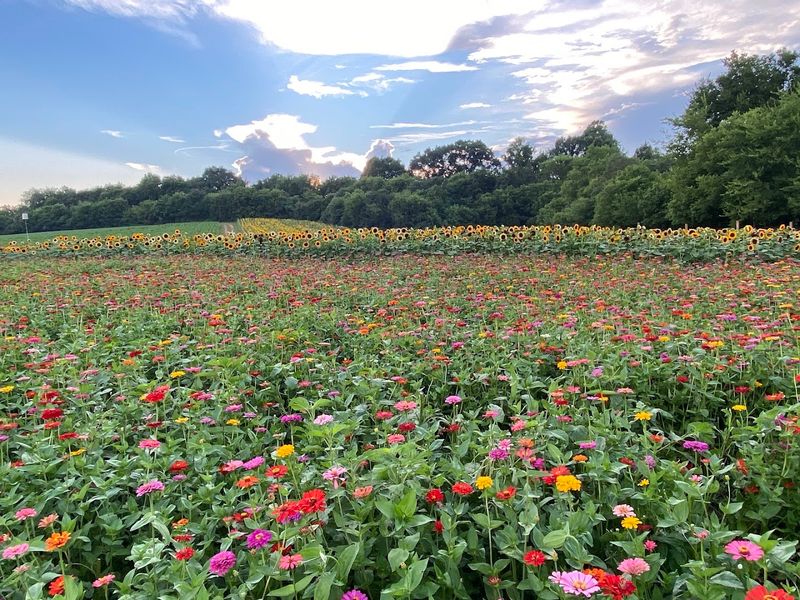 The Allure Of Sunflowers And Zinnias