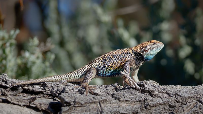 Wildlife Diversity Beyond The Famous Bighorn