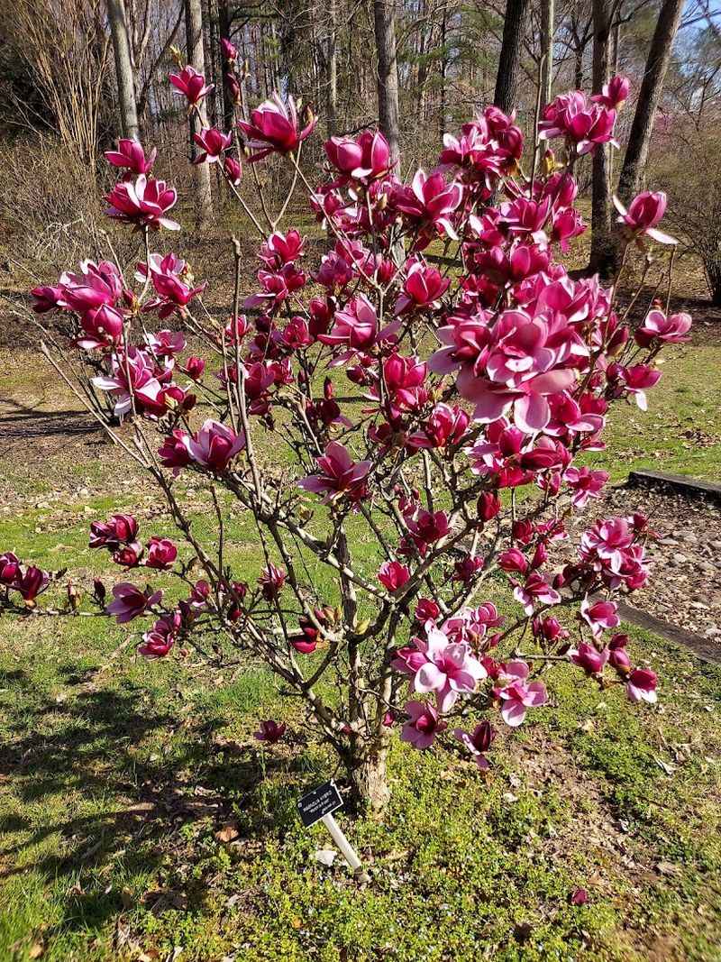 A Living Compendium Of Flora