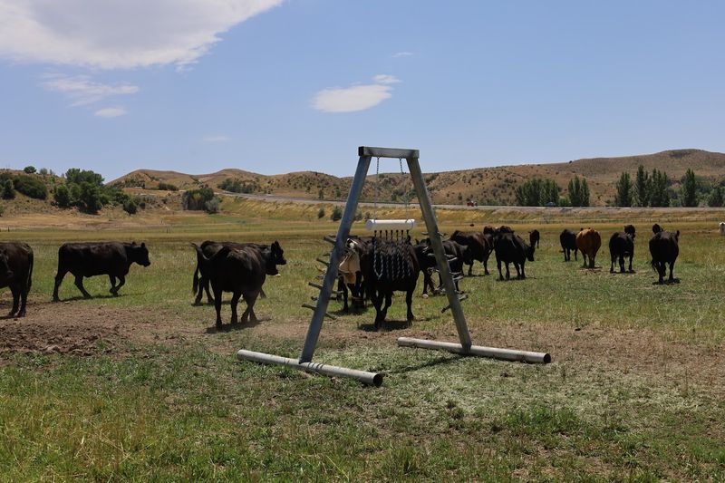 Cache Valley Agriculture Maintains The Region's Working Ranch Character