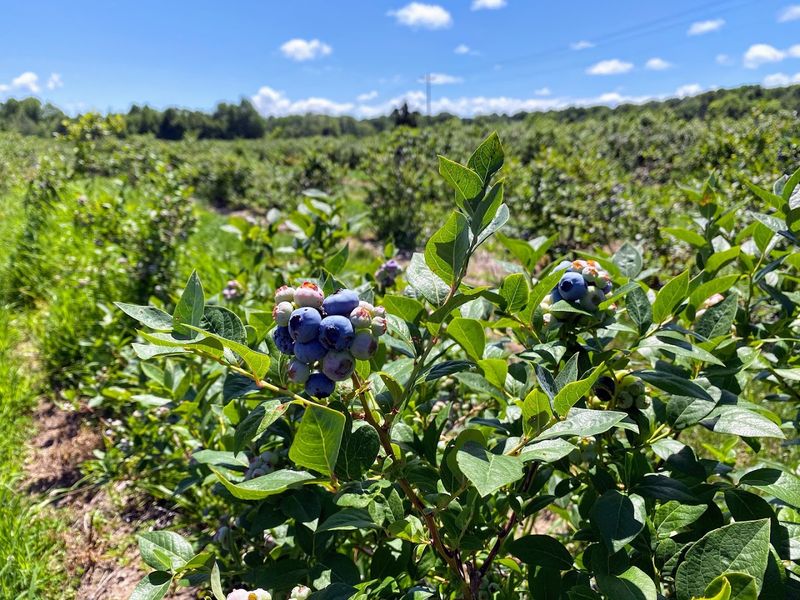 Blueberry Season Makes July And August The Sweetest Months