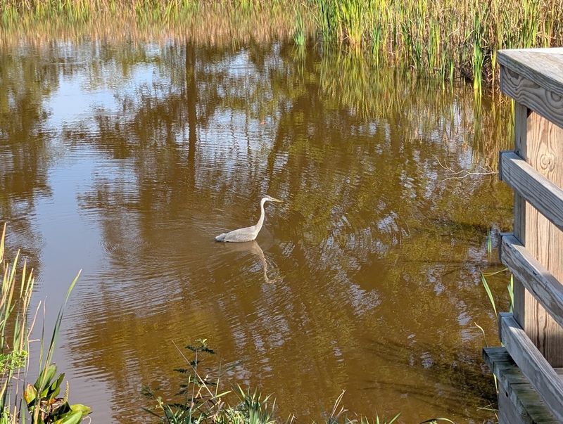 Wildlife That Will Surprise You