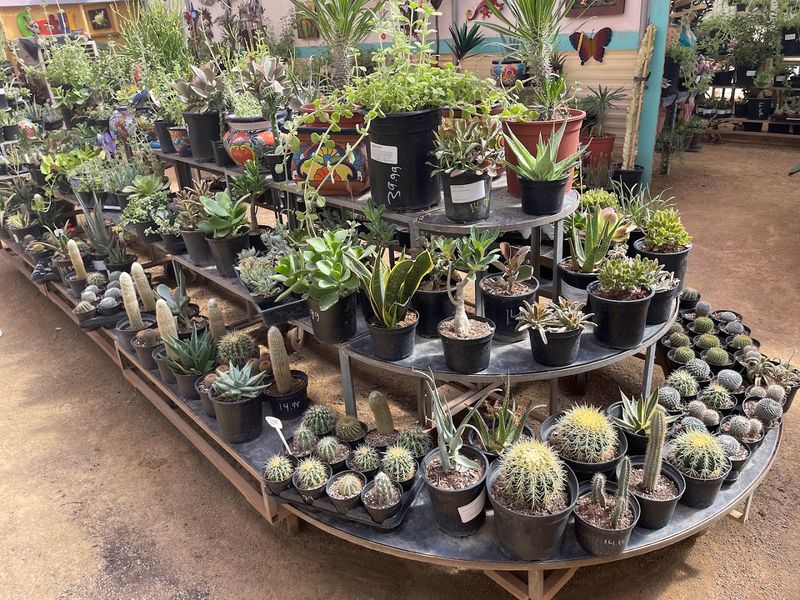 What This Nursery Means To The Las Vegas Plant Community