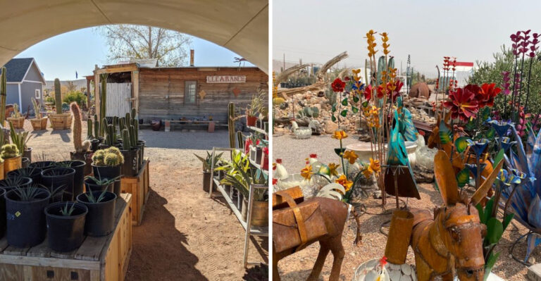 A Trip To This Nevada Greenhouse Feels Groovier Than A Simple Plant Run
