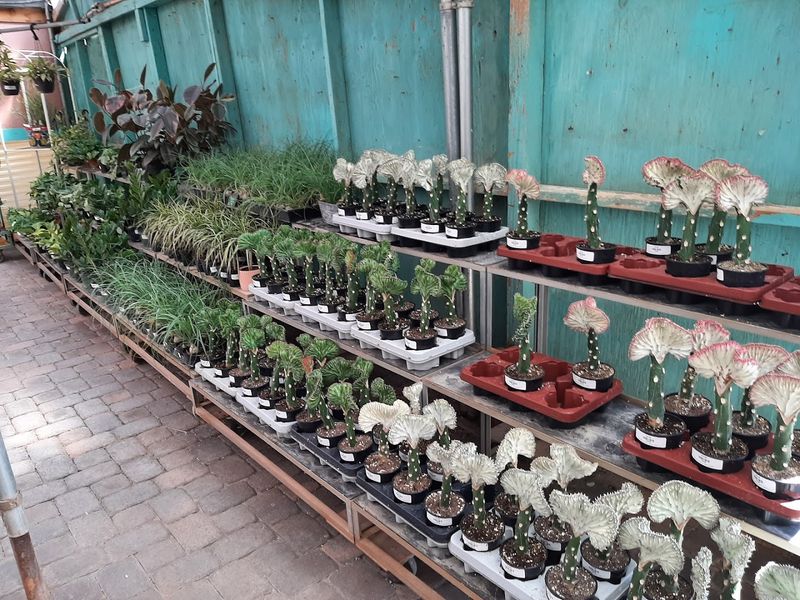 A Native Plant Conservation Effort That Showed How Much They Cared