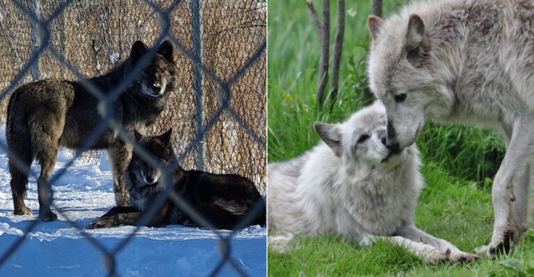 A Visit To This Massachusetts Sanctuary Brings You Surprisingly Close To Wolves