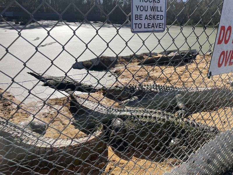 Gulf Coast Gator Ranch And Tours Moss Point Mississippi