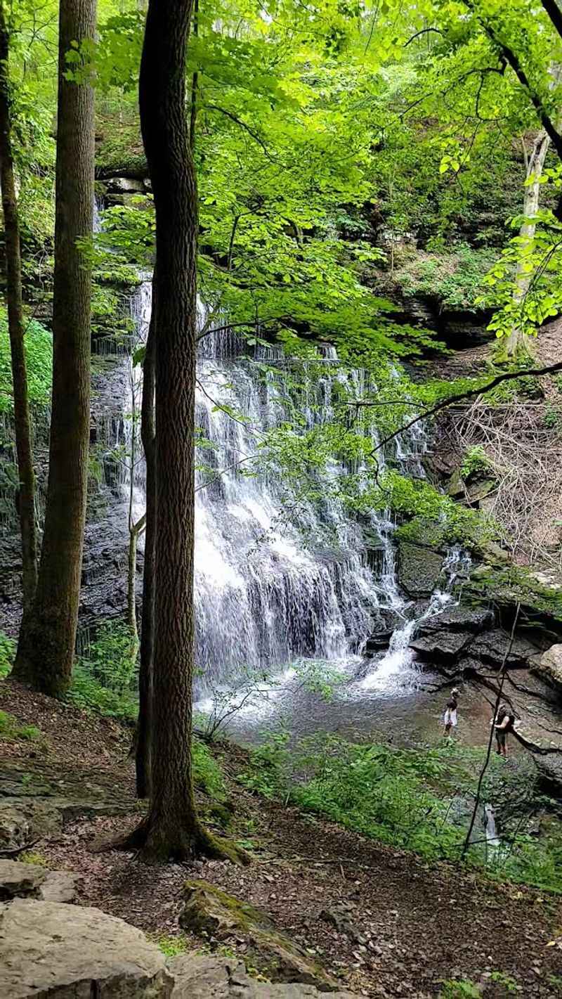 Trees That Own The Gorge