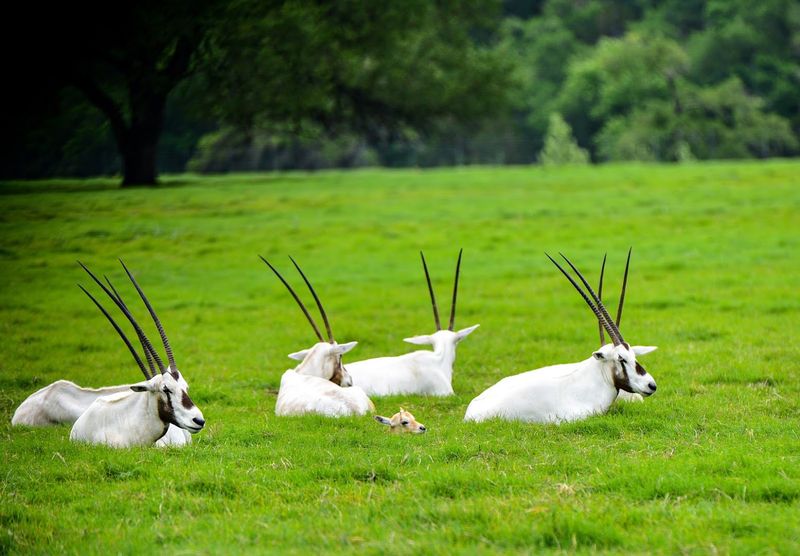 Over 40 Species Roaming Freely Around You