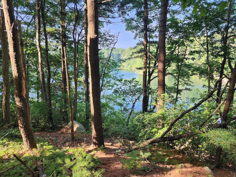 Forested Pathways And Hidden Life