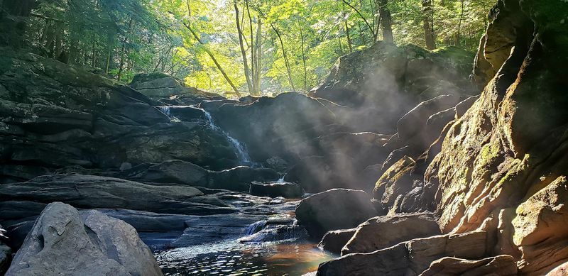 A Summer Sanctuary In The Northern Hardwood Forest