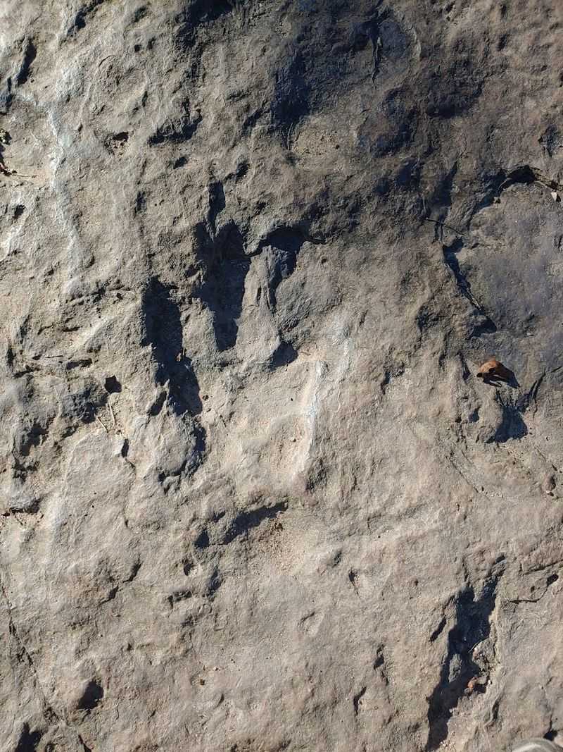 A Glimpse Into The Jurassic Past