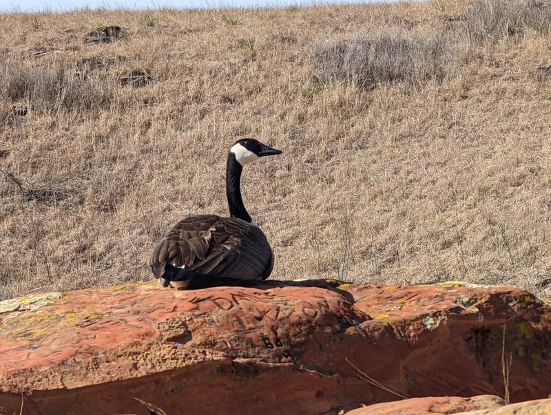 Wildlife Spotting Here Goes Way Beyond Deer And Birds