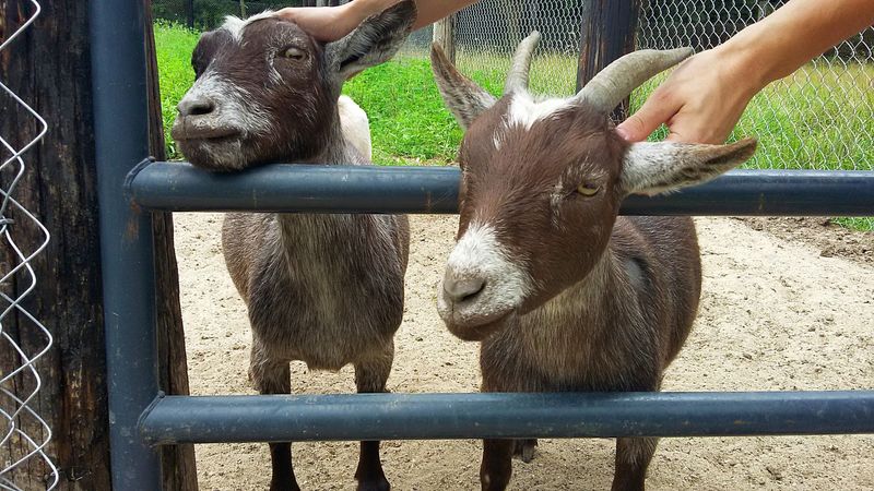 Bear Den Zoo And Petting Farm