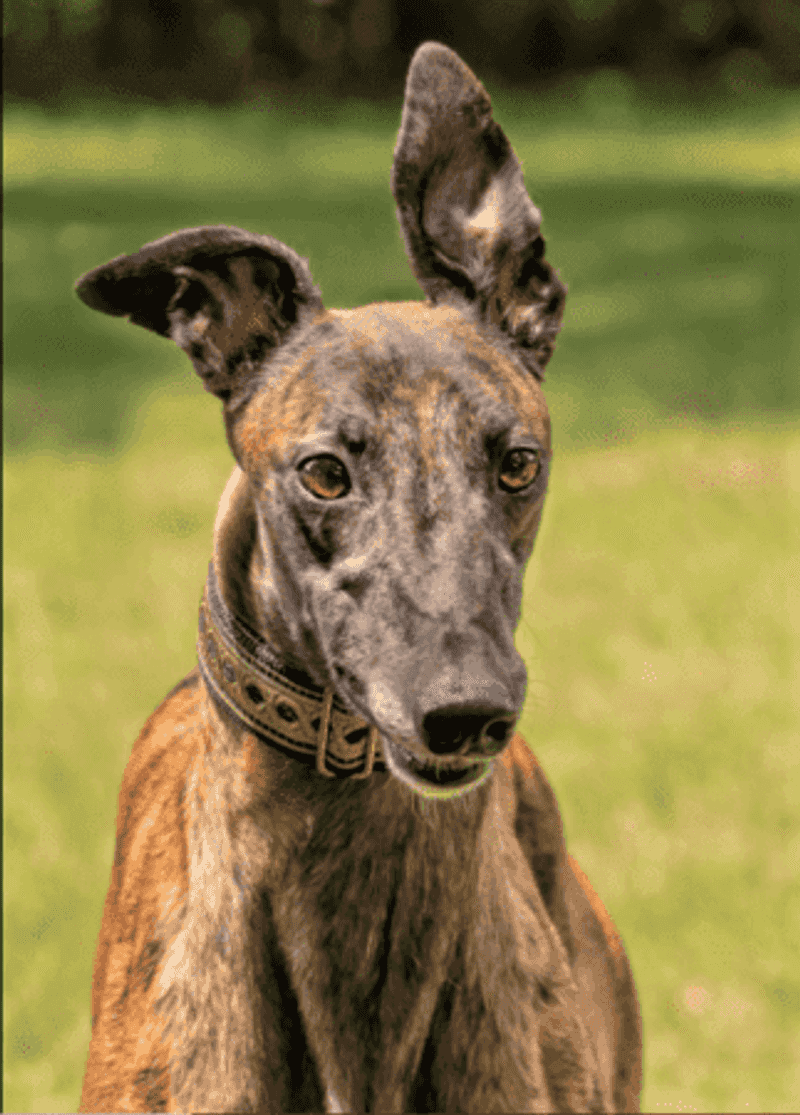 Greyhound Friends Inc.