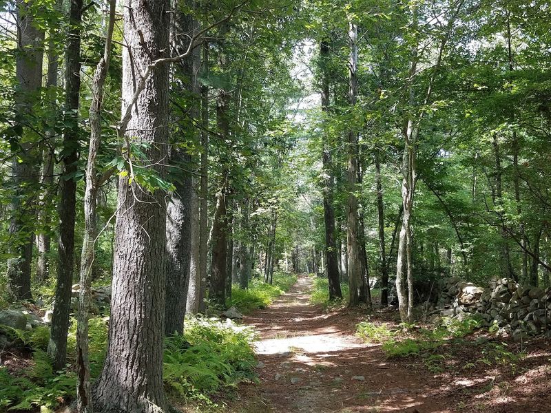 Copicut Woods, Westport