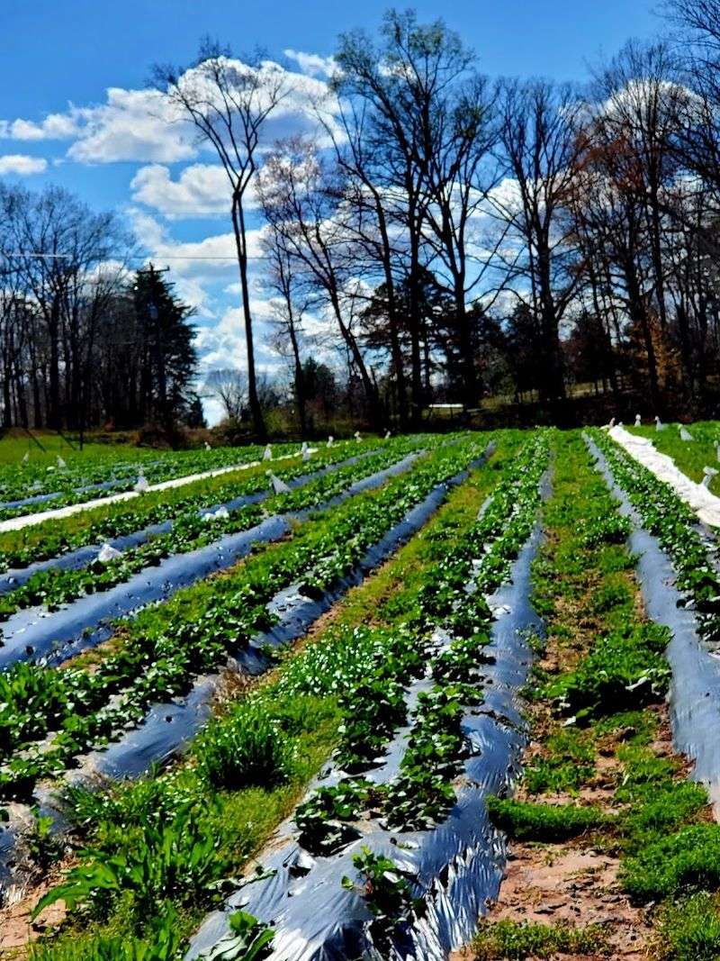 Jones Strawberry Farm, Pfafftown, North Carolina