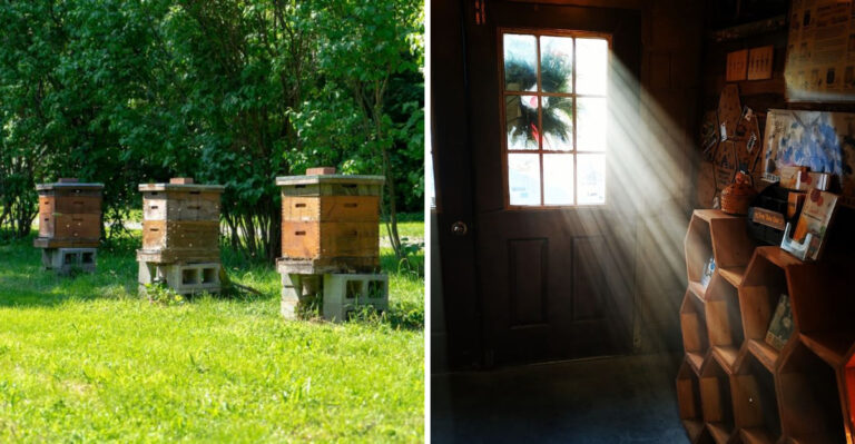 At This West Virginia Honey Farm, The Owner Explains Each Hive Before You Taste Straight From The Comb