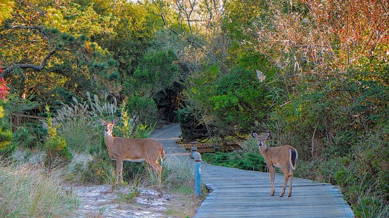 The Sunken Forest And The Wild Side Of Fire Island