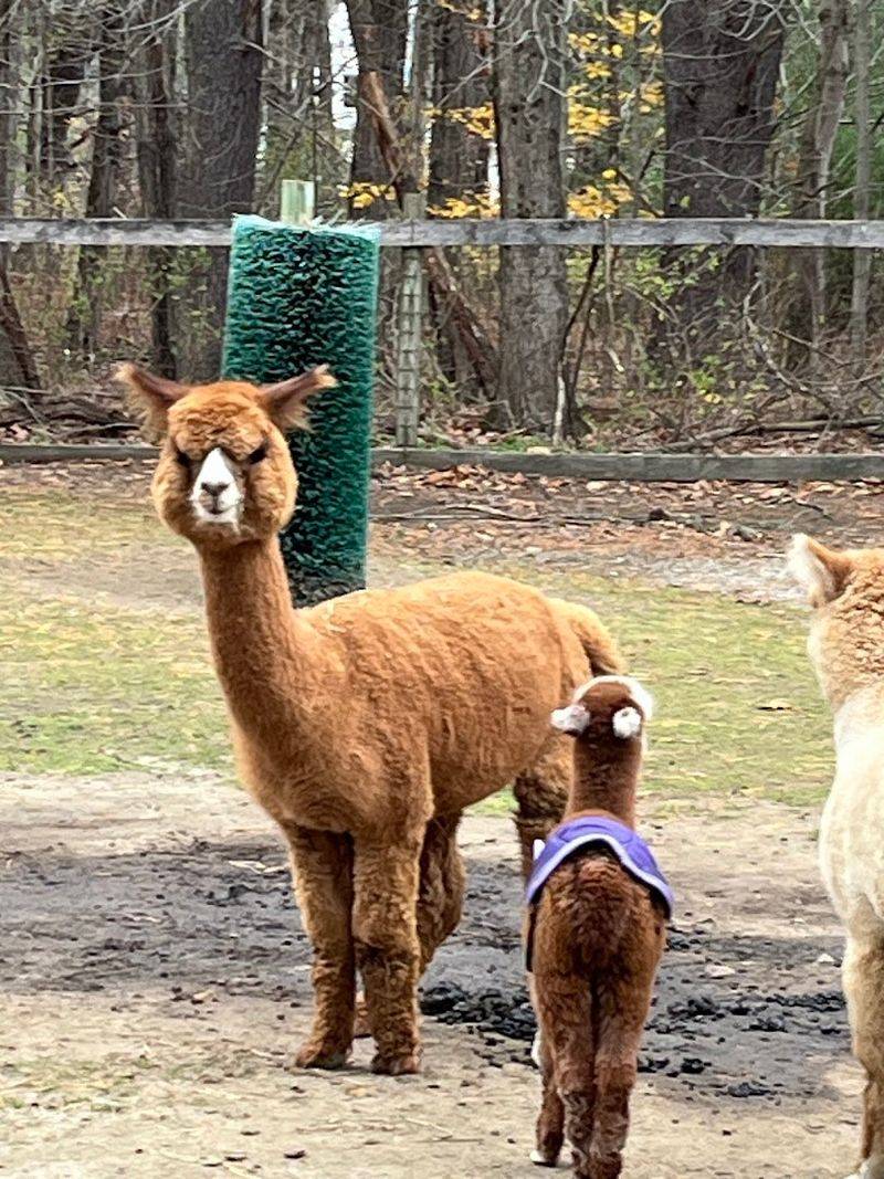 Enhanced Tours For The True Alpaca Fan