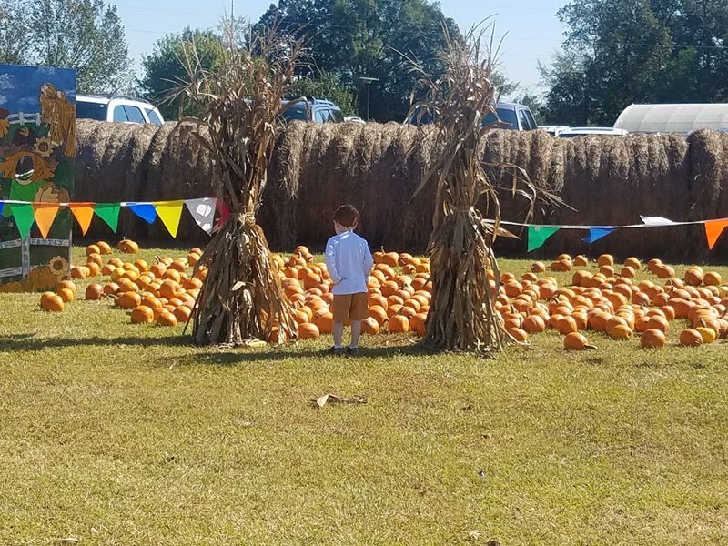 Pumpkin Patch Filled With Fall Favorites