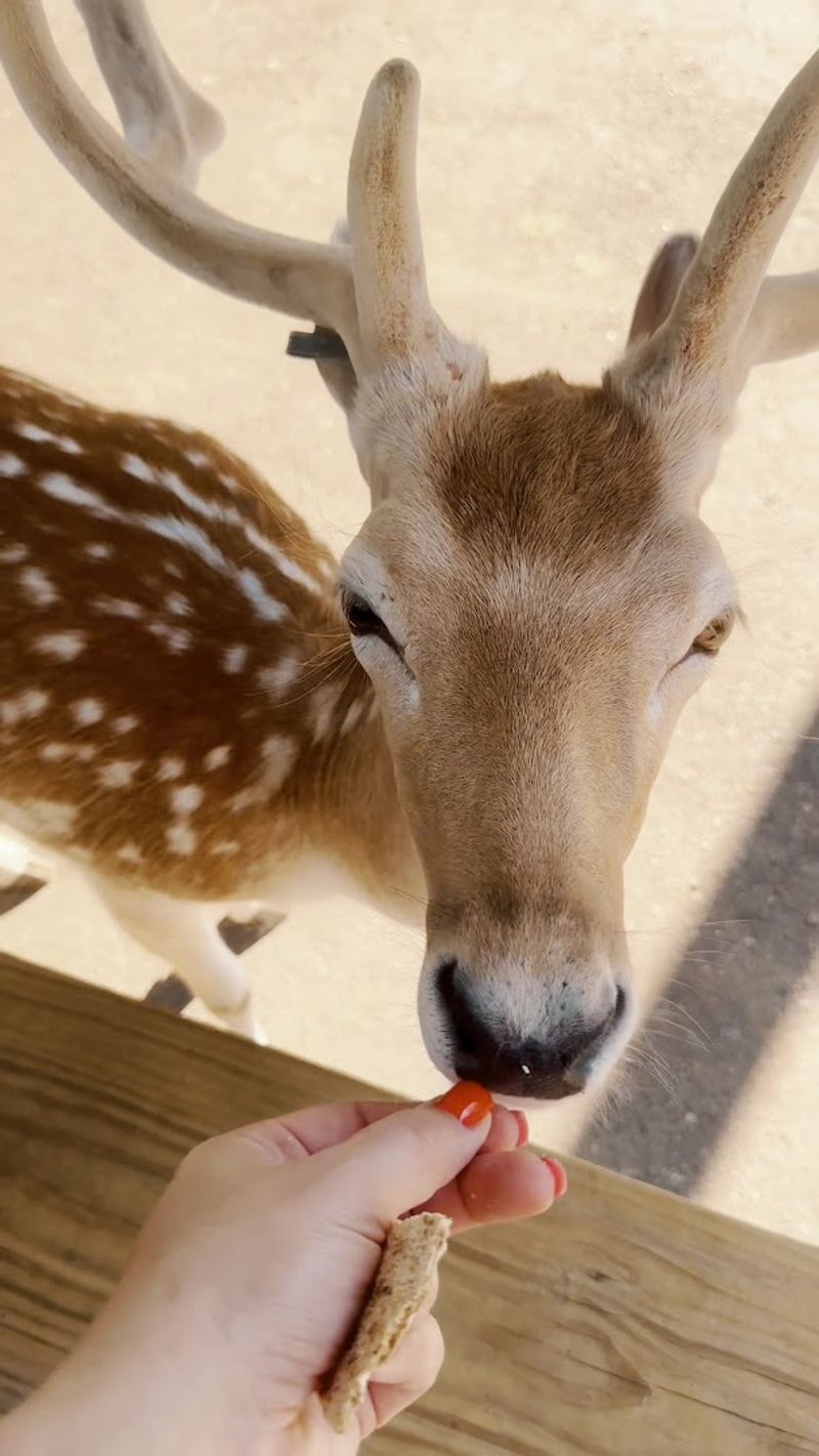 Wisconsin Deer Park