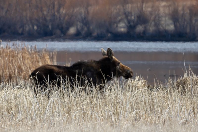 Warm Springs Wildlife Area