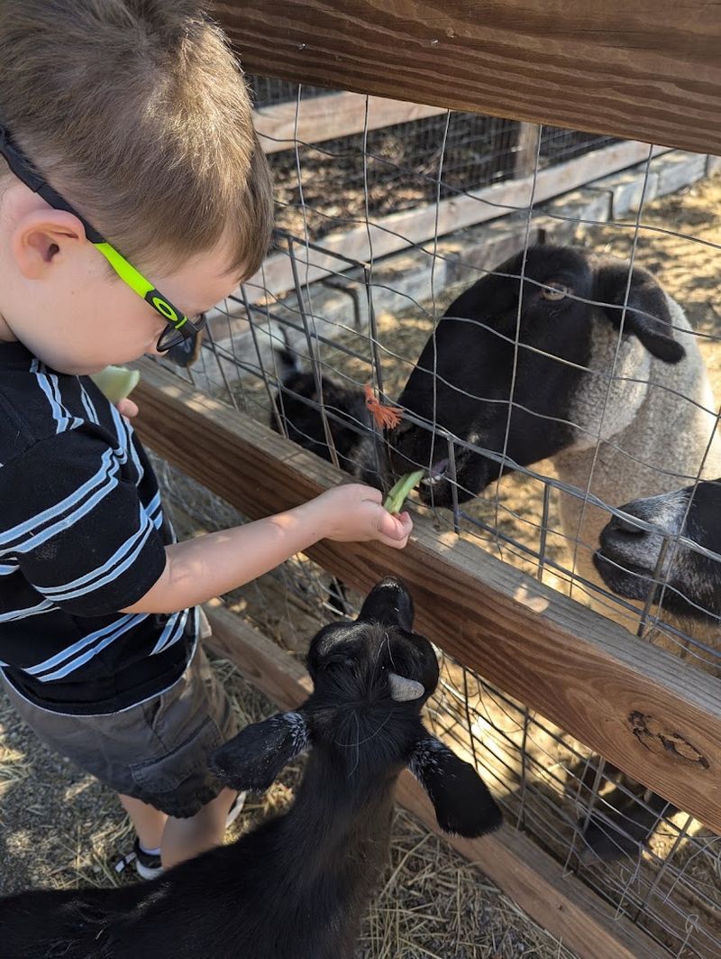 Farm Animals Give Families Another Reason To Stay After Picking Flowers