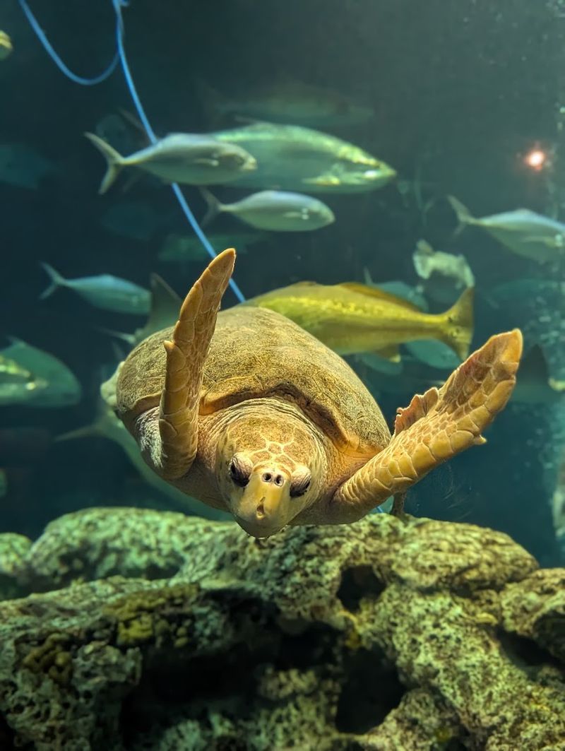 Conservation Efforts And Environmental Impact