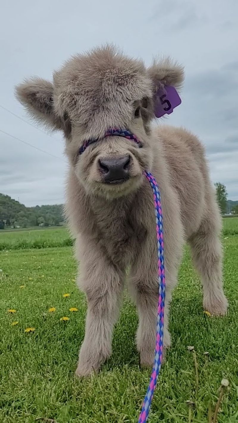 Tiny Acres Farms In Muscoda, WI