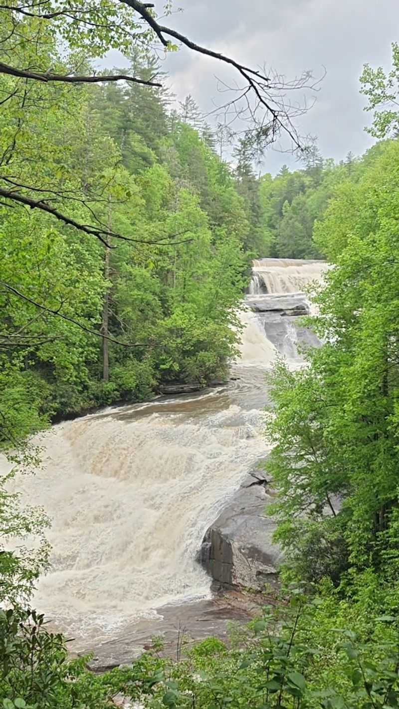 Conservation Efforts Protecting The Environment