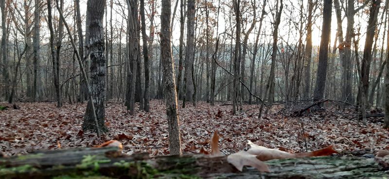 Conservation Efforts Preserving Natural Habitats