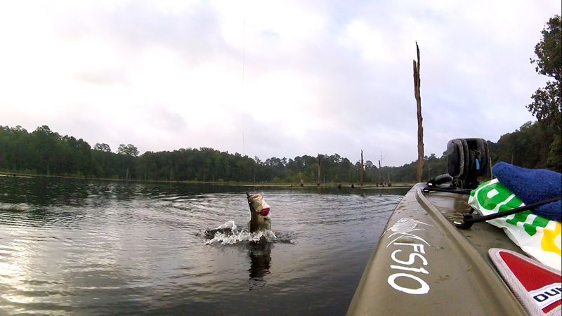 Fishing Advice For Local Species
