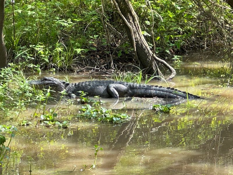 Alligators Doing Their Thing