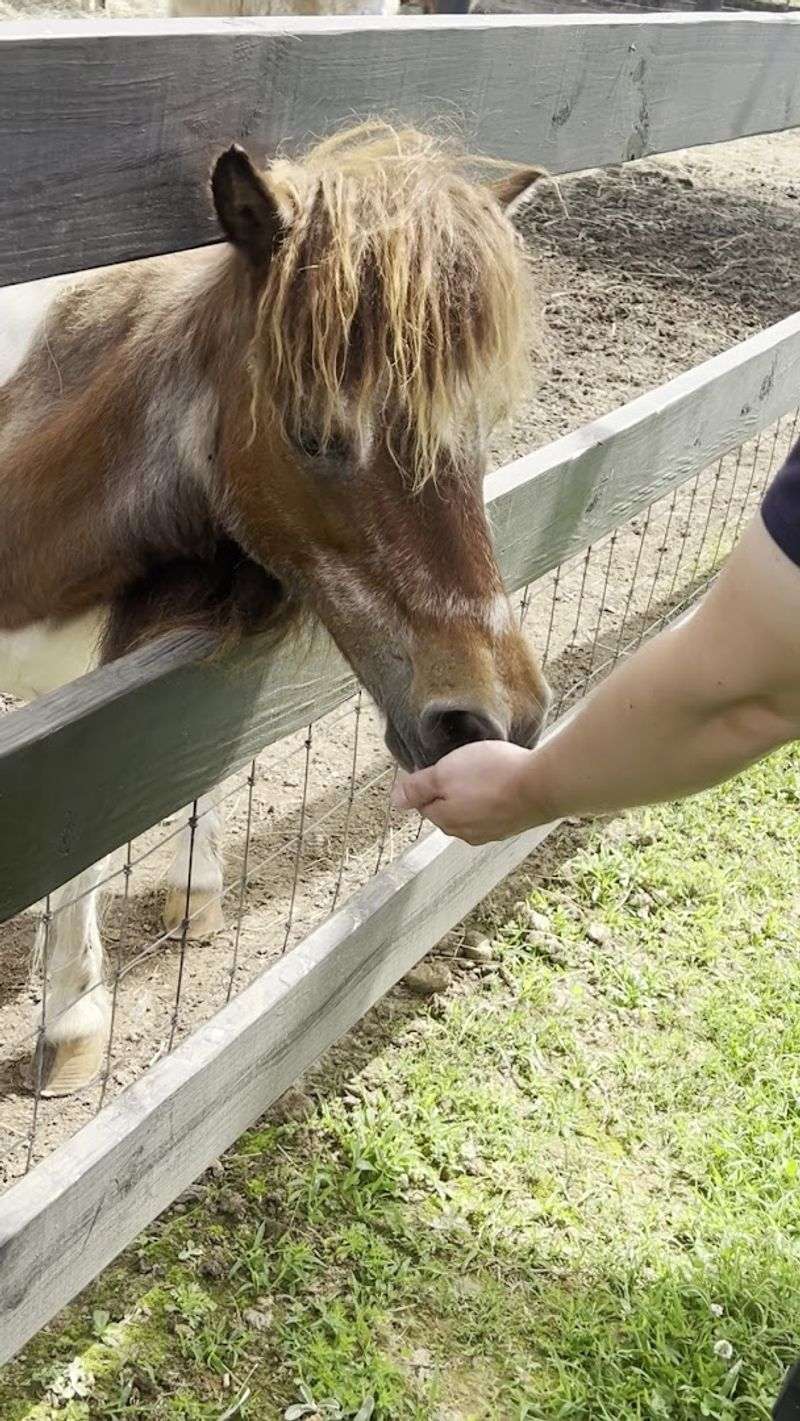 Traditional Petting Zoo Experience