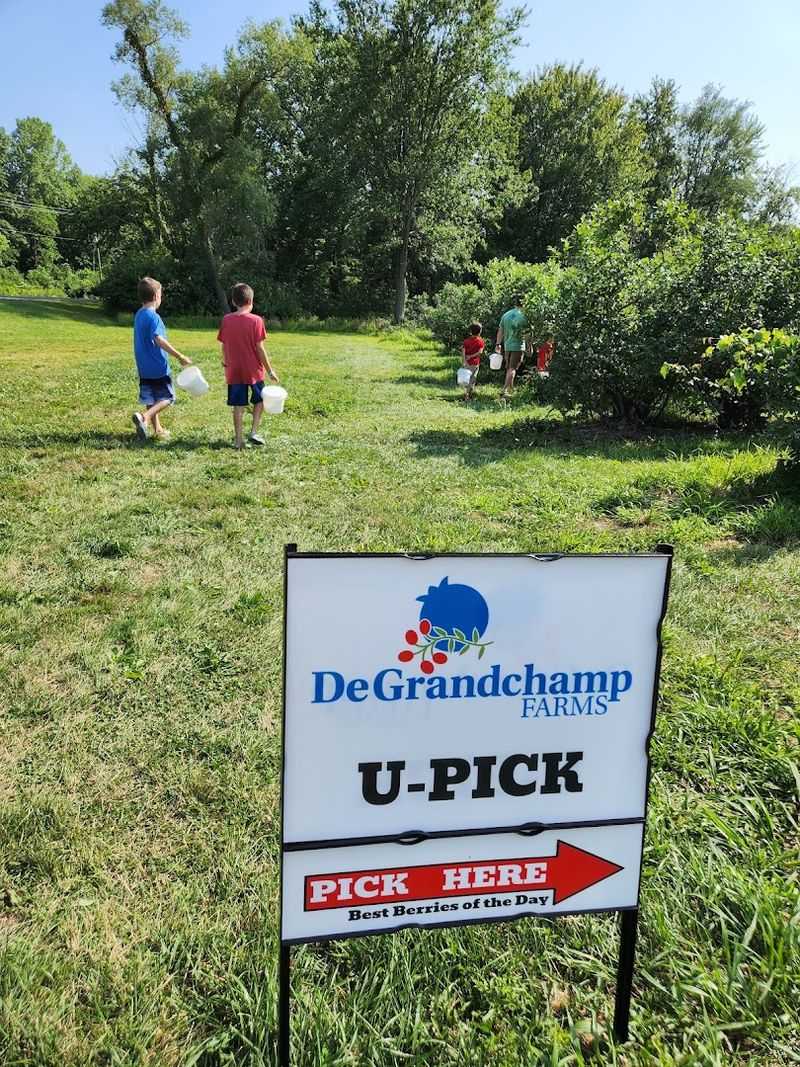 The U Pick Fields Let Visitors Gather Berries Straight Off The Bushes